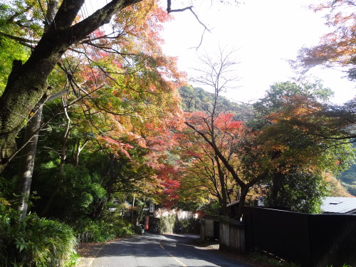 奥湯河原の紅葉　